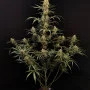 Семена конопли Original AUTO JACK HERER от Fast Buds