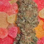 Сорт семян каннабиса Fruitylicious