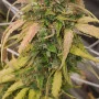 Сорт насіння канабісу Auto Pineapple Express