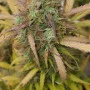 Сорт насіння канабісу Auto Pineapple Express