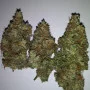 Cannabis seed variety Auto White Widow
