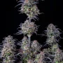 Семена конопли Original AUTO BLUEBERRY от Fast Buds