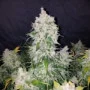 Насіння конопель STARDAWG Auto від Fast Buds