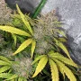 Сорт семян каннабиса Gorilla #5