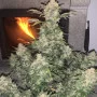 Насіння конопель GORILLA Auto (GORILLA GLUE Auto) від Fast Buds