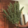 Сорт насіння канабісу Jamaica Sativa Сорт насіння канабісу Jamaica Sativa
