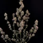 Семена конопли Original AUTO AK от Fast Buds