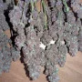 Насіння конопель PURPLE HAZE Auto™ від Fast Buds