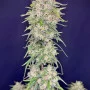 Насіння конопель FORBIDDEN RUNTZ Auto від Fast Buds
