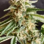 Семена конопли Wedding CHEESECAKE FF от Fast Buds