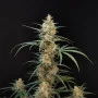 Насіння конопель Original AUTO CHEMDAWG від Fast Buds
