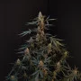 Cannabis seeds Original NORTHERN LIGHTS Auto from Fast Buds