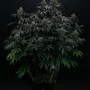 Насіння конопель BISCOTTI GELATO™ від Fast Buds
