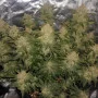 Семена конопли West Coast O.G. Auto от Fast Buds