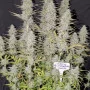 Семена конопли Wedding CHEESECAKE Auto от Fast Buds