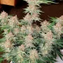 Cannabis seeds STRAWBERRY PIE Auto from Fast Buds