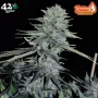 Семена конопли Wedding CHEESECAKE FF от Fast Buds