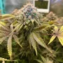 Насіння конопель LEMON MANDARIN ™ від Fast Buds