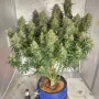 Семена конопли Original AUTO JACK HERER от Fast Buds