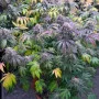Насіння конопель LEMON MANDARIN ™ від Fast Buds