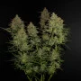 Семена конопли LEMON AK Auto от Fast Buds