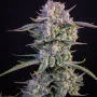 Семена конопли STRAWBERRY GORILLA Auto от Fast Buds
