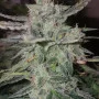 Насіння конопель STARDAWG Auto від Fast Buds