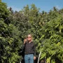 Сорт насіння канабісу Jamaica Sativa Сорт насіння канабісу Jamaica Sativa