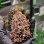 Cannabis seeds STRAWBERRY PIE Auto from Fast Buds