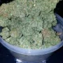 Насіння конопель STARDAWG Auto від Fast Buds