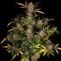 Насіння конопель ZTRAWBERRIEZ Auto від Fast Buds