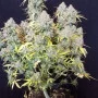 Семена конопли SIX SHOOTER Auto от Fast Buds