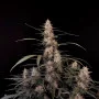 Насіння конопель Original AMNESIA HAZE Auto від Fast Buds