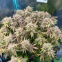 Насіння конопель LEMON MANDARIN ™ від Fast Buds