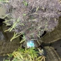 Семена конопли PURPLE LEMONADE Auto от Fast Buds