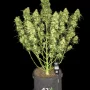 Cannabis seeds SOUR JEALOUSY Auto™ from Fast Buds