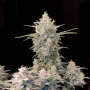 Семена конопли Original  SKUNK Auto от Fast Buds