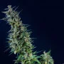 Сорт семян каннабиса Kama Kush CBD от Kannabia Seeds