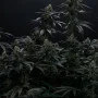 Насіння конопель BISCOTTI GELATO™ від Fast Buds