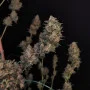 Насіння конопель Original AUTO CHEESE від Fast Buds