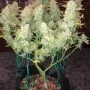 Насіння конопель GREEN CRACK Auto від Fast Buds