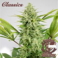 SKUNK® feminized