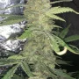 Cannabis seeds Original AUTO OG KUSH from Fast Buds