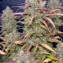 Cannabis seeds GORILLA COOKIES Auto from Fast Buds