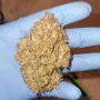 Cannabis seeds Z-Up Auto™ from Fast Buds