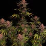 Насіння конопель Purple LEMONADE FF від Fast Buds