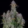 Семена конопли Original AUTO BLUEBERRY от Fast Buds
