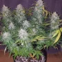 Семена конопли Z Auto (Zkittlez Auto) от Fast Buds