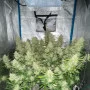 Насіння конопель GREEN CRACK Auto від Fast Buds