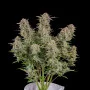 Насіння конопель BRUCE BANNER Auto від Fast Buds
